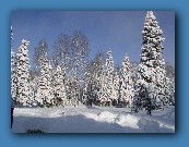 Horse winter field